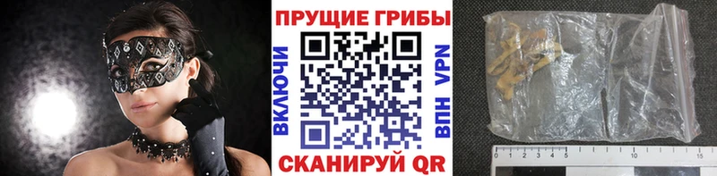 Купить  Богучар  Галлюциногенные грибы Psilocybine cubensis 